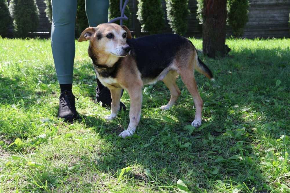 Reks marzy, aby być obok człowieka - schronisko bez wolontariatu