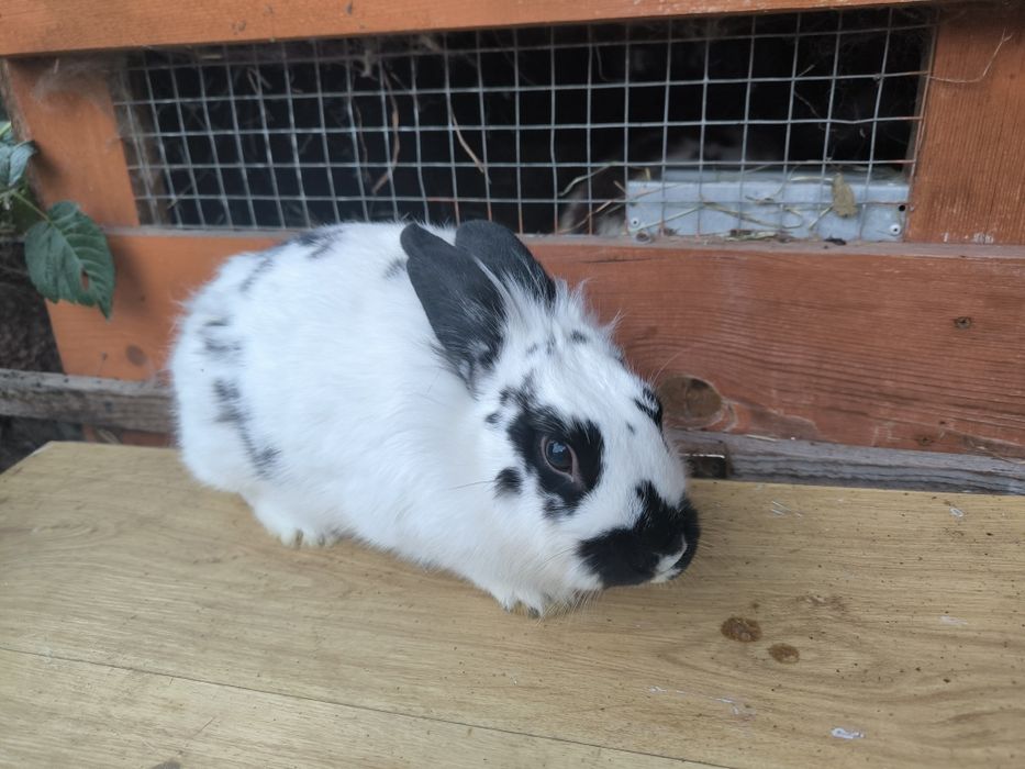 Sprzedam królik lew