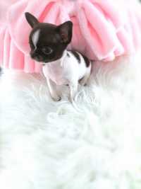 Biało-czekoladowa piękna malutka suczka Chihuahua