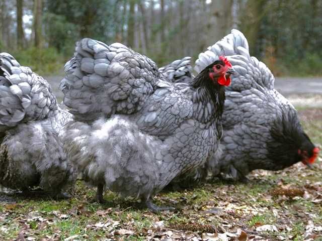 Інкубаційне яйце курей Орпінгтон: фарфоровий, лимон, синій.