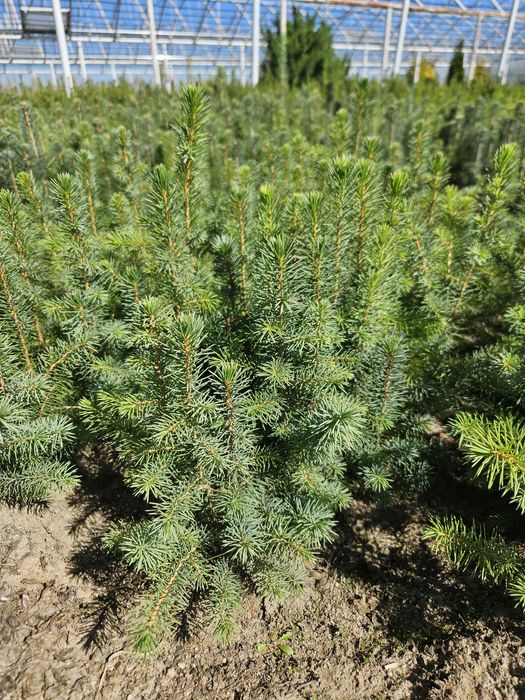 Świerk serbski 2/0 - Picea omorica - na choinki, żywopłoty