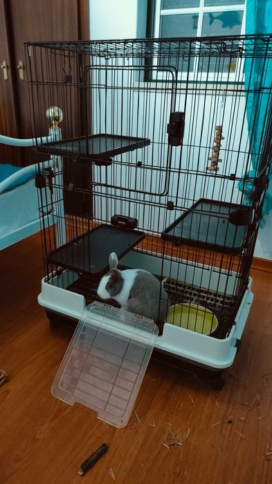 Coelho anão para adoção