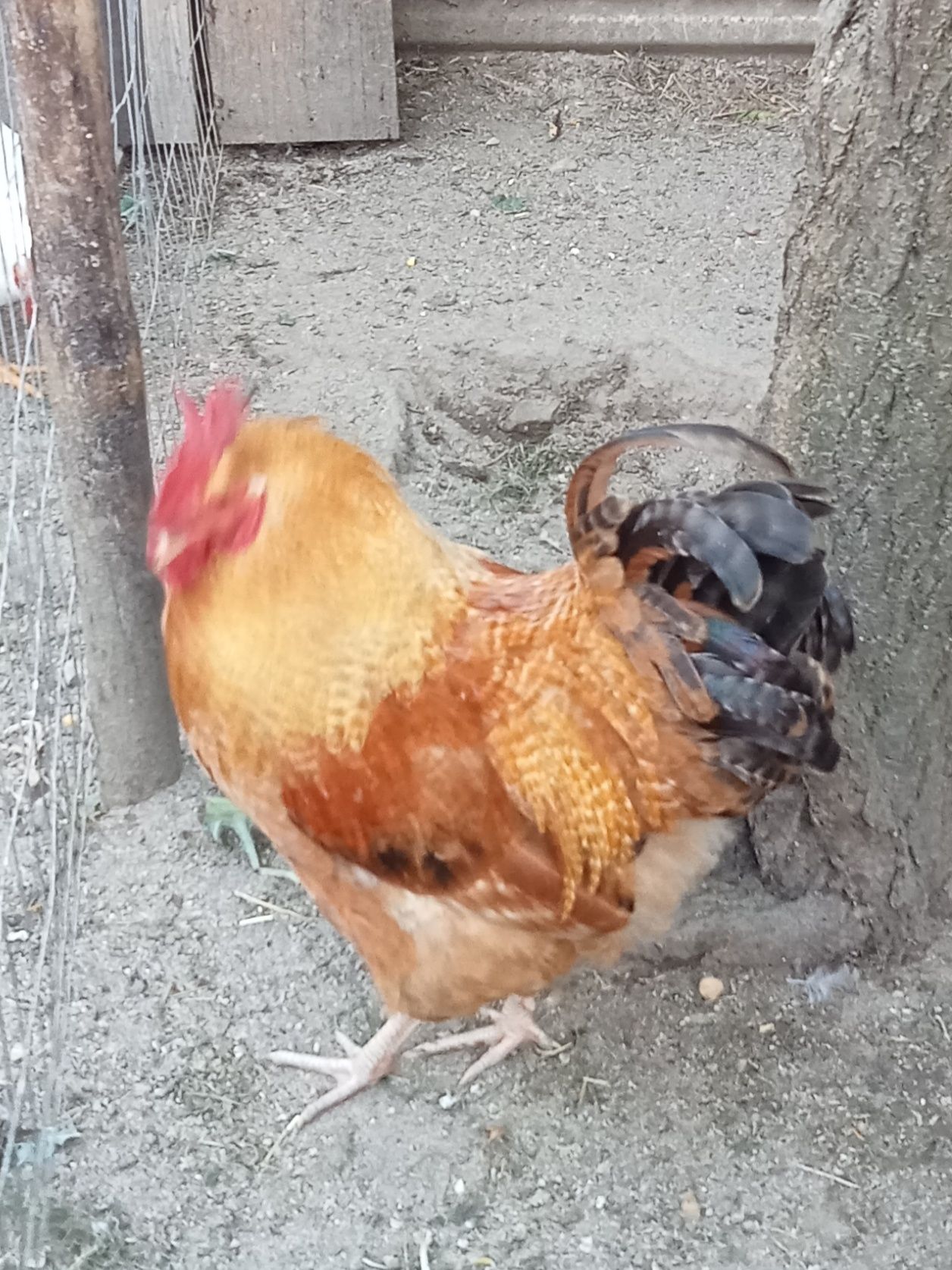 Galo Orptigon (cruzado)