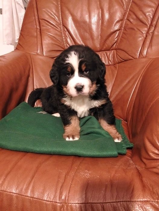 Berneński pies pasterski