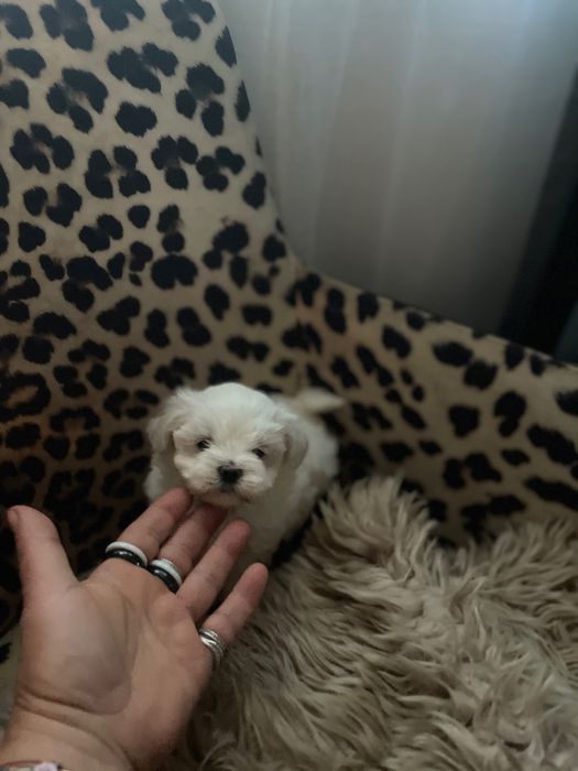 Maltańczyk  mini suczka odbiór od  05.styczen 2026