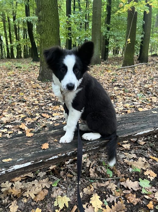 Szczeniak Border Collie ZKwP