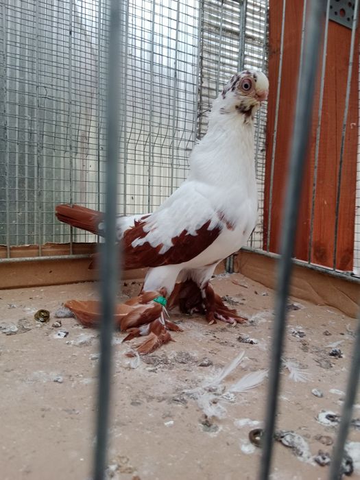 Gołębie ozdobne motyl warszawski czerwony samiec 25