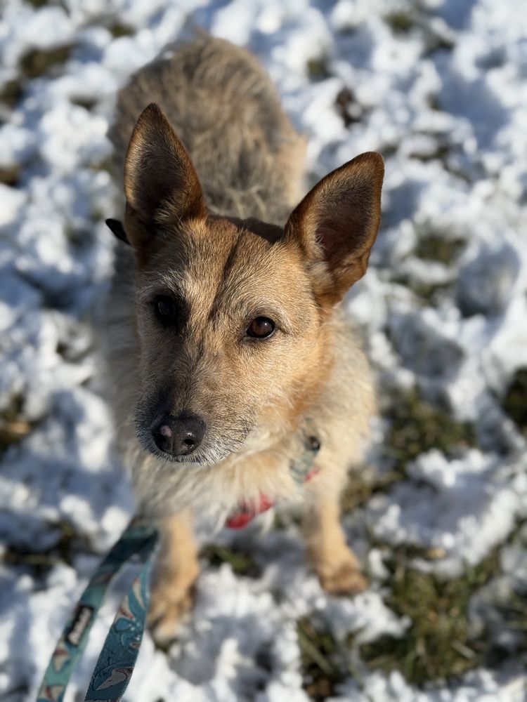 Maja - nieśmiała sunia w typie terriera do adopcji