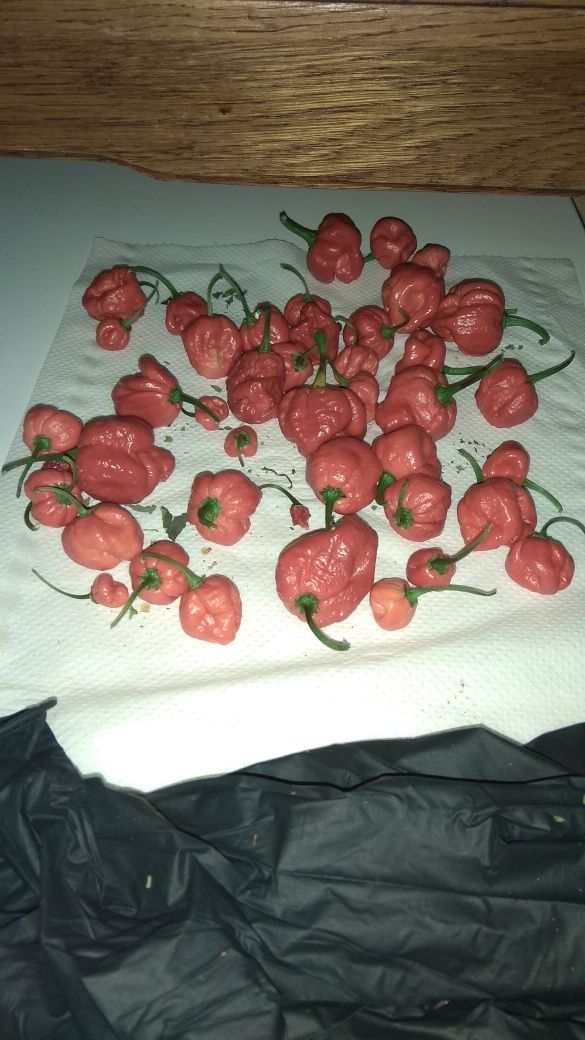 Carolina Reaper NASIONA