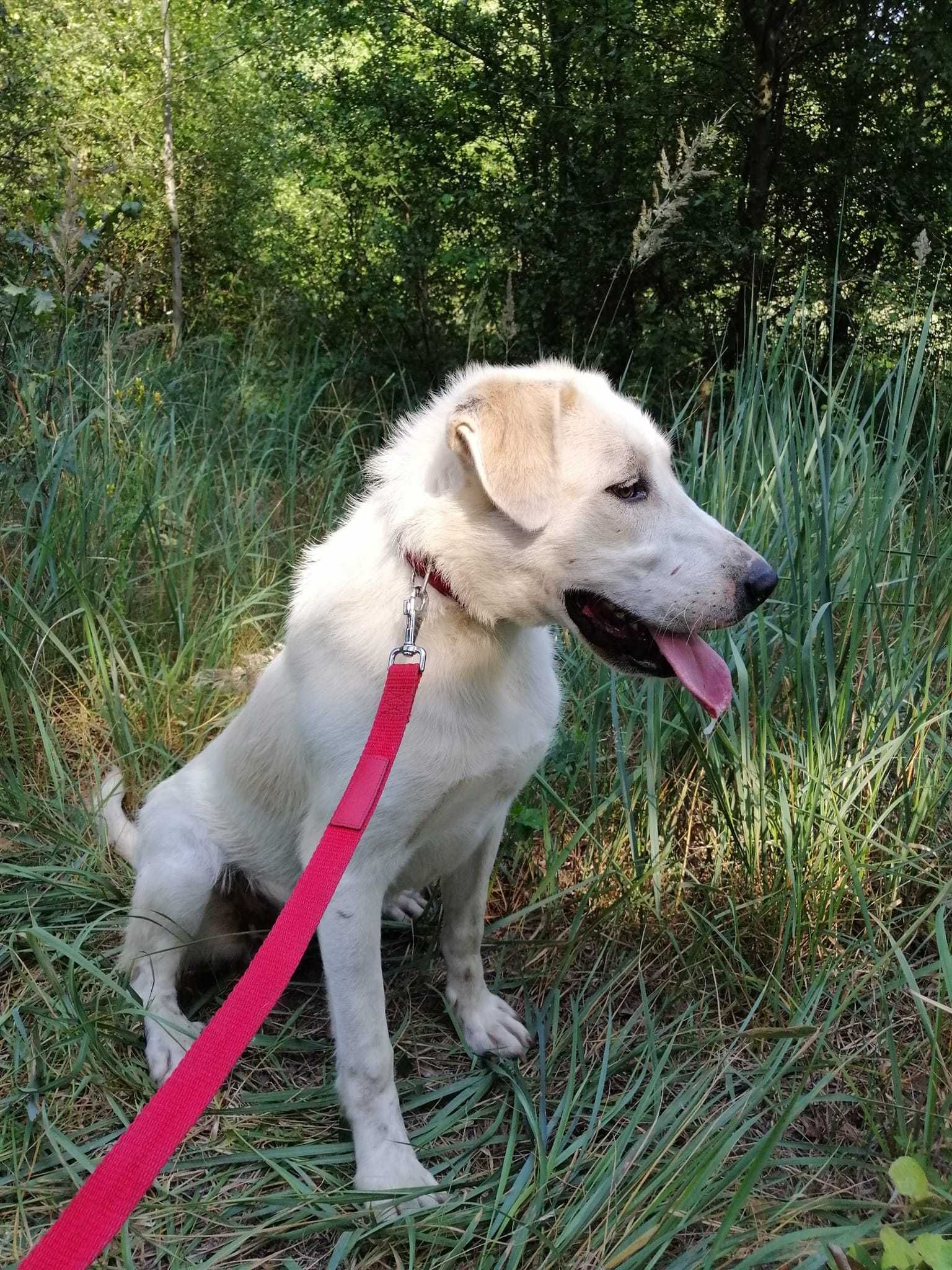 MALINA- młoda pk.1-2 let.duża suczka w typ.Ałabaja Adoptuj Przyjaciela