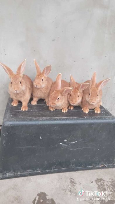 Кролики шиншили, боргундія і віденські голубі