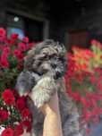 Piesek shih tzu tygrysek GOTOWY DO ODBIORU