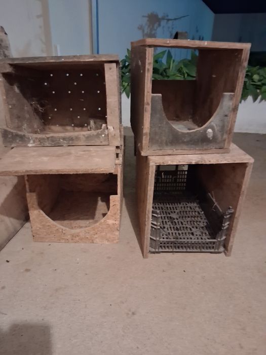 Ninhos postura ou choco