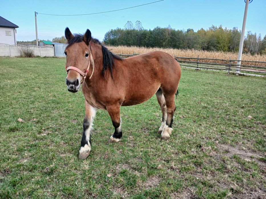 Klacz zimnokrwista źrebna