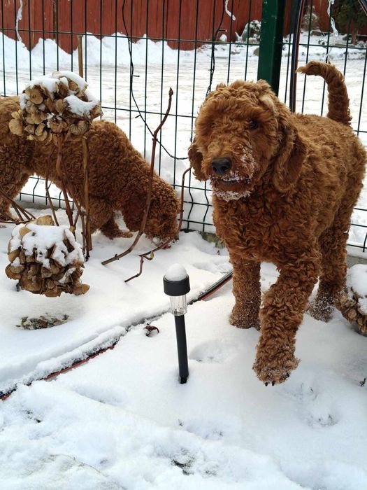 Szczenię pudel średni red z metryką