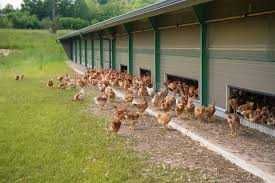KURY NIOSKI  z wolnego wybiegu ! Rossa Messa Senny Leghorn i inne !