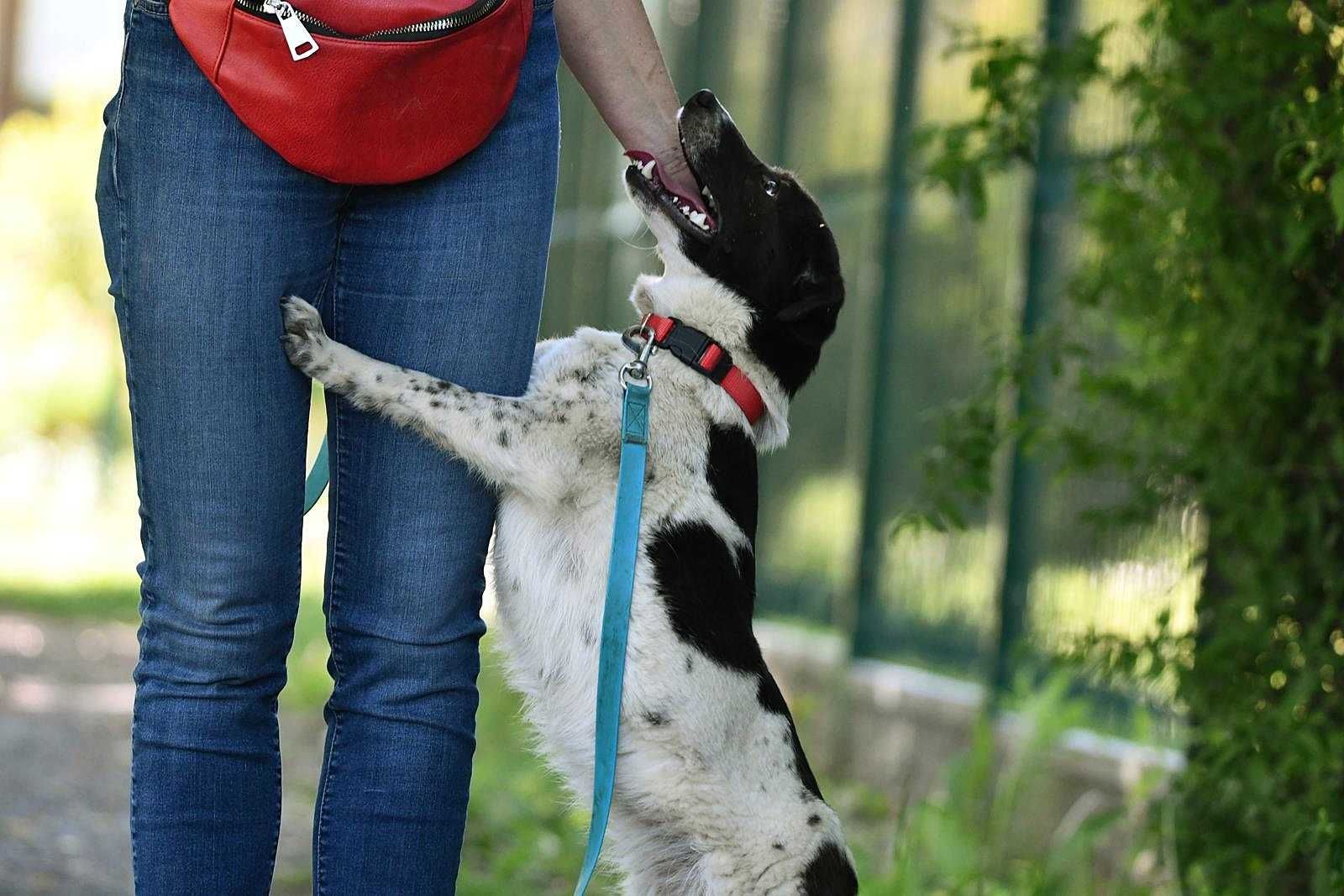 Mrówka szuka domu, suczka, młoda, piękne umaszczenie
