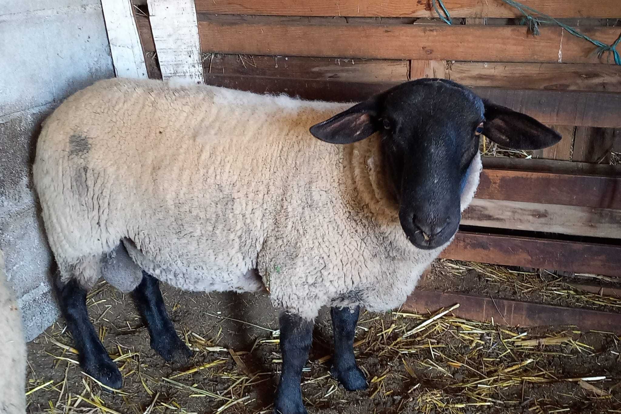 Borrega cruzada de suffolk 1 mês