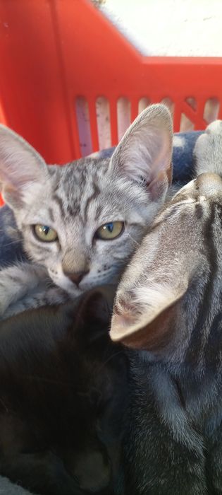 Gatinhos para adoção