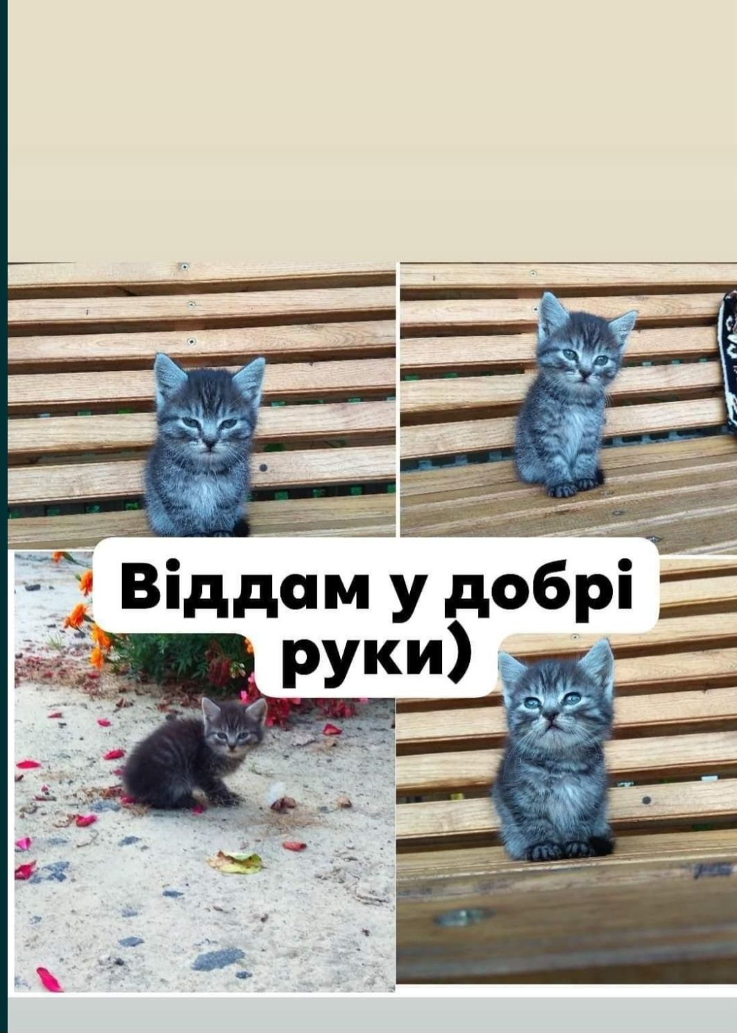 Кошенята, котики в добрі руки