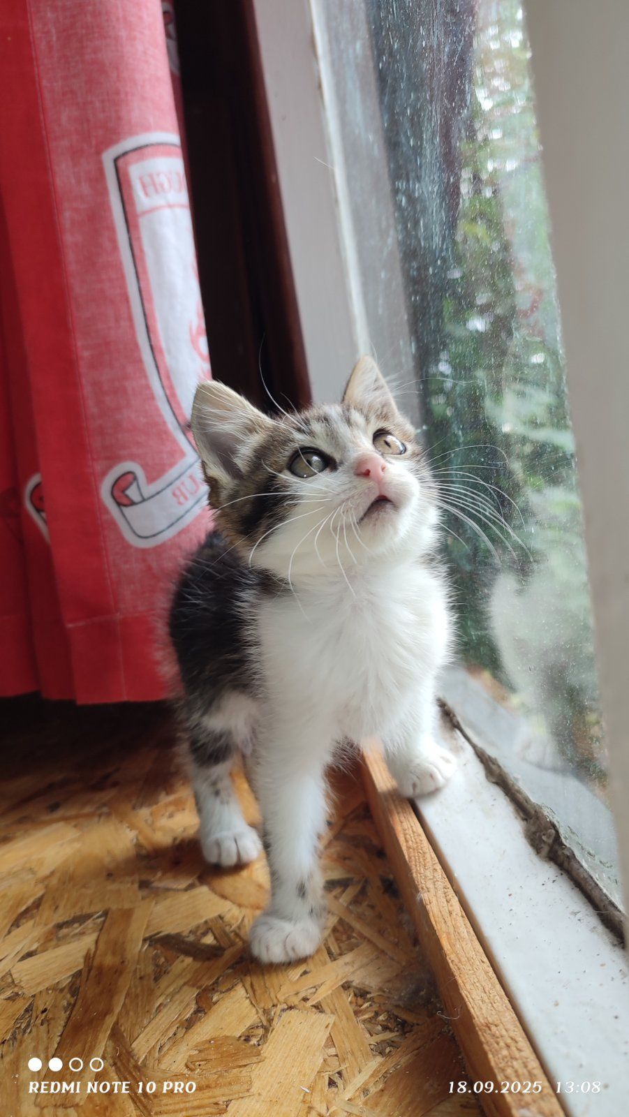 Кошенятка шукають родини