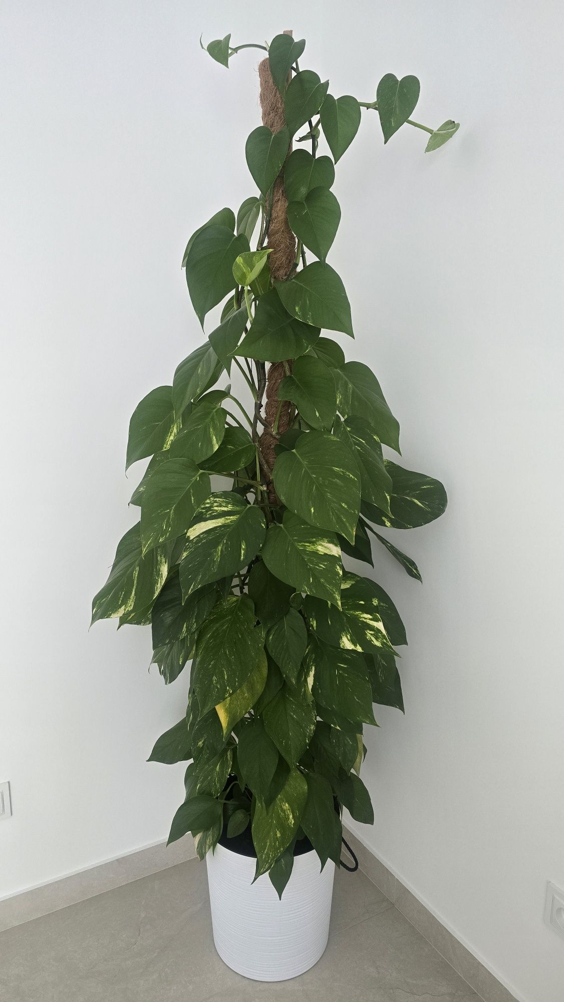 Kwiat epipremnum wysoki ok.180-190 cm z doniczka