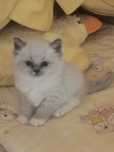 Ragdoll z międzynarodowym rodowodem Polskiej Federacji Felinologicznej