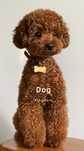 Pudel Toy Cockapoo Cawapoo