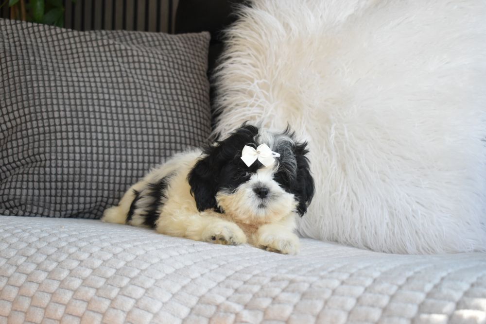 Shihtzu excelente qualidade