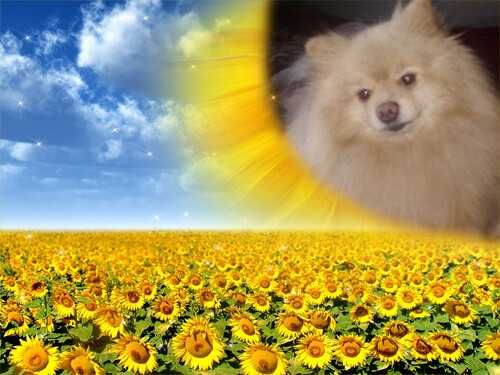 В'язка померанский шпіц