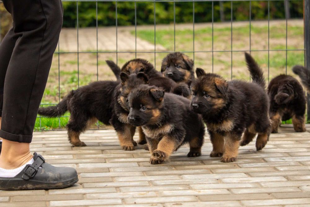 Owczarek niemiecki długowłosy – wyjątkowe szczenię