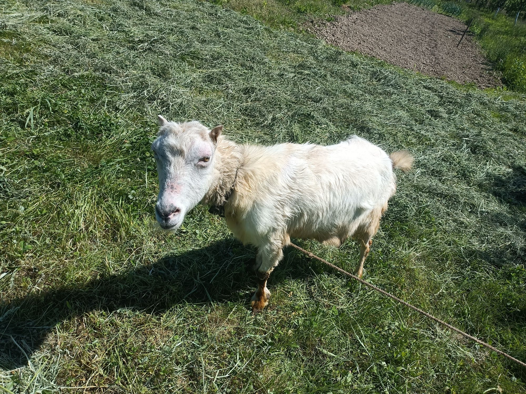 Продам  молочну білу козу(наполовину Чеська)