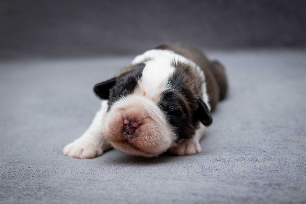 Bernardyn długowłosy - piesek ZKwP FCI