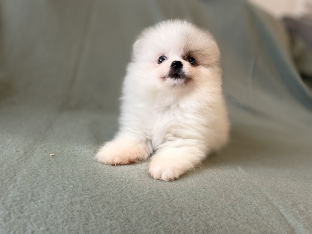 Pomeranianki suczka mini mini