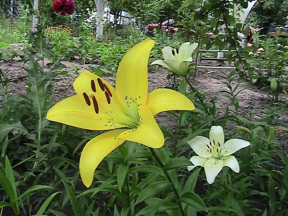 элитные лилии в саду