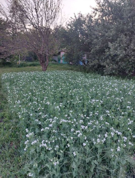 Горох для рыбалки и посадки