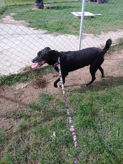 Heban potrzebuje domu bez dzieci i innych psów