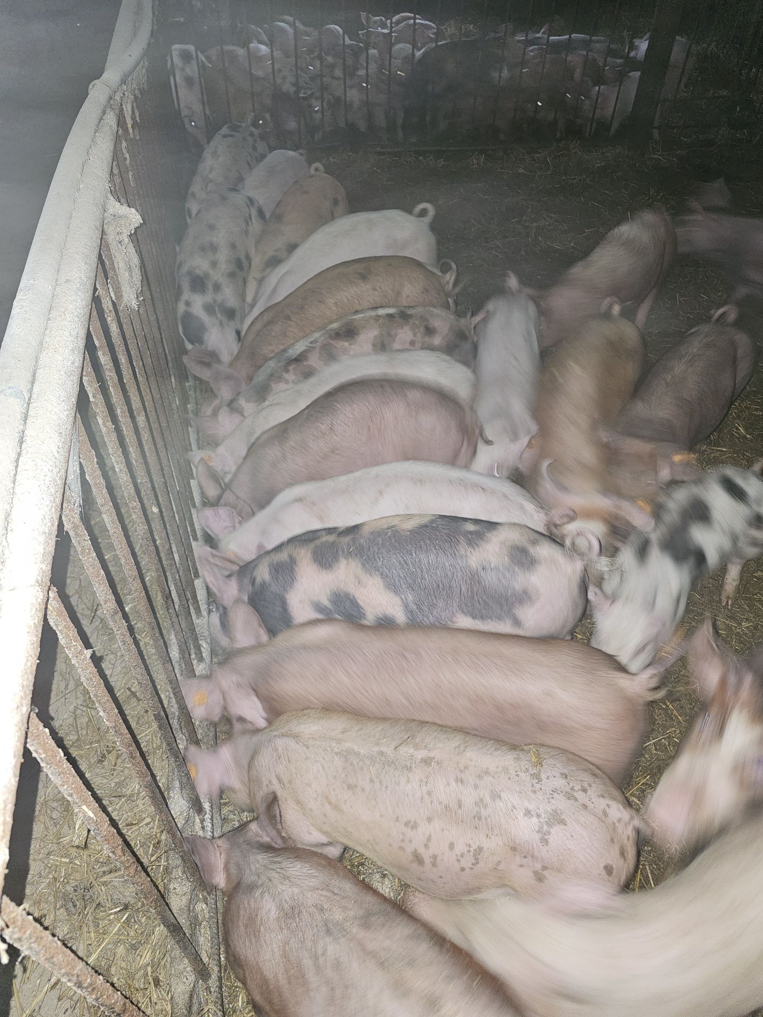 Prosie po wypatroszeniu gotowe do pieczenia z własnego chowu od ROLNIK
