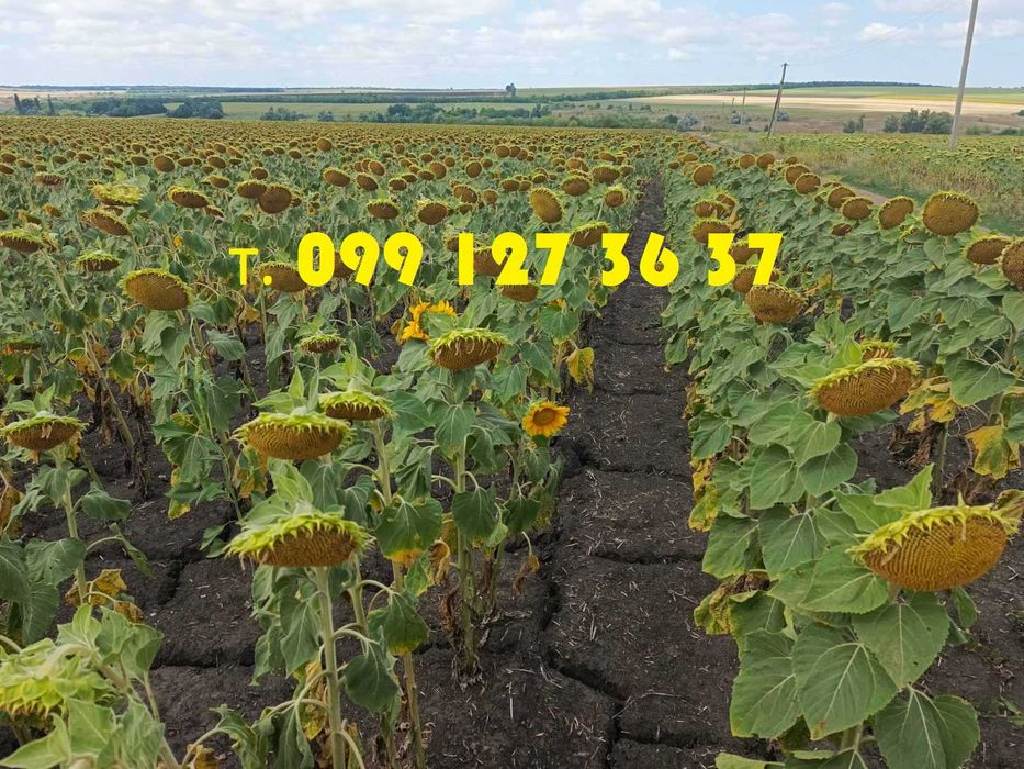 Семена подсолнуха Донат под Евролайтнинг и Матис под Гранстар