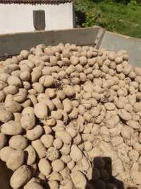 Ziemniaki do sadzenia sadzeniaki