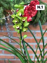 4 orquídeas - 20€ mudas (CYMBIDIUM)