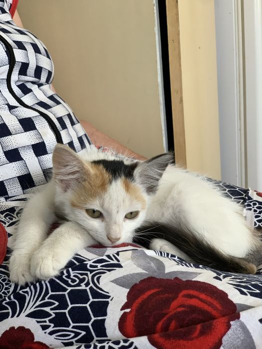 Милая, нежная, тактильная кошечка 1,5-2 месяца