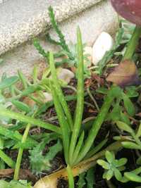 Catos aloe vera pequenos