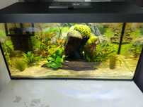 Zestaw akwarium aquael 54l + rybki + dodatki
