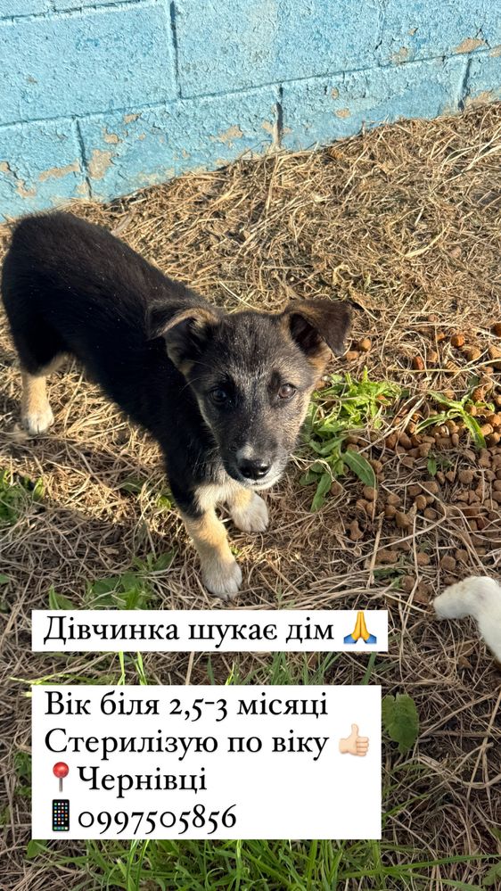 відам в добрі руки