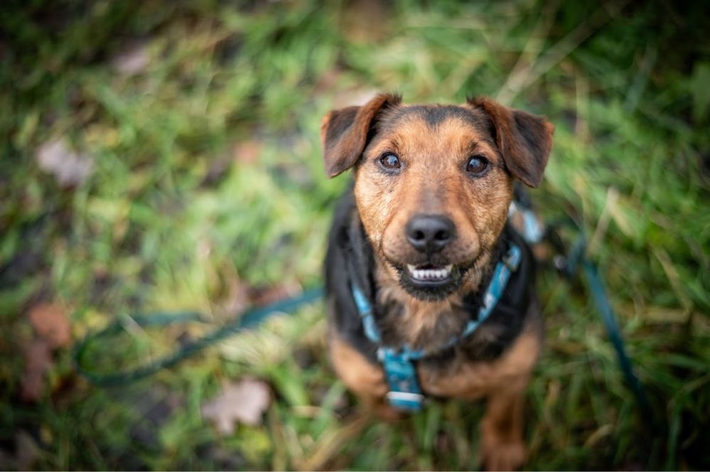 Terrier do adopcji. Wąchanie to jego pasja!