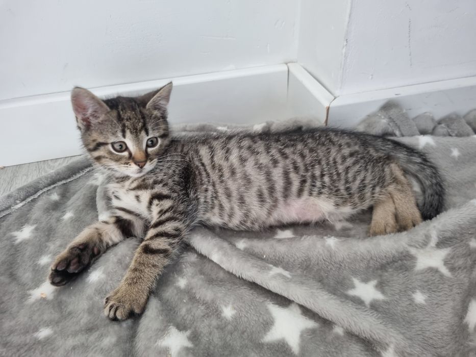 Dwa bure, młode kocurki do adopcji
