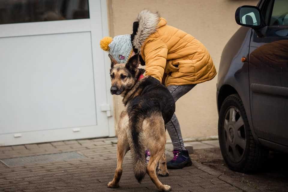 Topka - owczarek niemiecki mix, 8 lat, kocha człowieka!