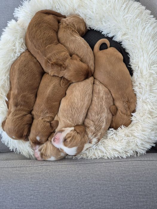 Cockapoo f1 Cocker spaniel & Pudel