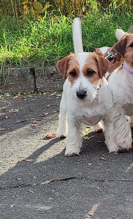 Джек рассел терьер